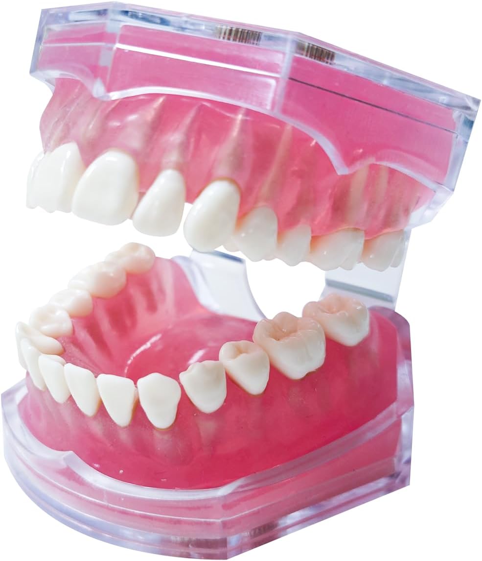 Dental Demonstration Teeth Model with All Removable Teeth, Standard Study Teaching Dental Model Teeth Education and Demo Typodonts Model Ideal for Dental Professionals and Students