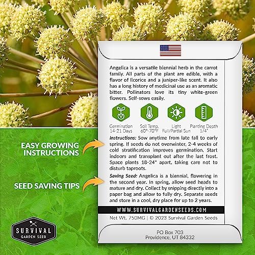Angelica Seeds for Planting - Medicinal Herb Garden Seed to Grow Angelica Archangelica - Edible Traditional Healing Herb, Biennial Plant - Survival Garden Seeds (1 Pack)