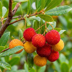 15+ Strawberry Tree Seeds (Arbutus unedo) – Exotic Fruit & Ornamental Evergreen Tree, Rare Flowering Madrone Seeds for Planting – by Jocadew