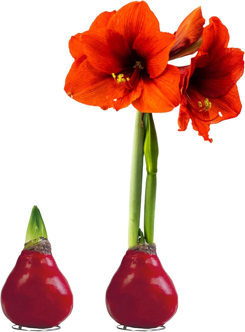 Waxed Amaryllis Bulb – Red Wax with Red Blooms – Live Holiday Gift Plant, Easy Care, No Watering Needed