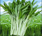 1000 Seeds Water Spinach White for Yard & Garden - Non-GMO, Green Leaf Vegetable Seeds for Planting - 97% Germination, Produced in The US