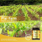 Wangwan Thai Herbal Balm for Back, Neck, Knee, Shoulder, Feet Thai Massage 50g (Pack of 3)