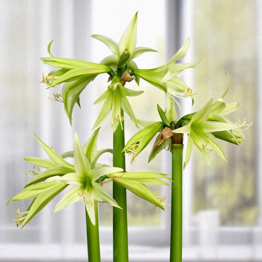 Evergreen Spider Amaryllis Bulb by Horn Canna Farm | Award Winning Indoor Flower Bulb for Winter Growing | Bright Green Long Petaled Blooms