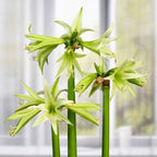 Evergreen Spider Amaryllis Bulb by Horn Canna Farm | Award Winning Indoor Flower Bulb for Winter Growing | Bright Green Long Petaled Blooms
