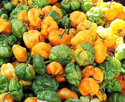 30 Yellow Scotch Bonnet Jamaican Hot Pepper Seeds Heirloom Non-GMO Super Hot Spicy Grown in USA Capsicum annuum