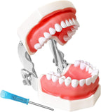 Dental Teaching Model with Training Teeth for Students and Professionals - Detachable Resin Teeth with Soft Gums, Dental Practice Tool with Screwdriver - Ideal for Dental Education, and Demonstrations