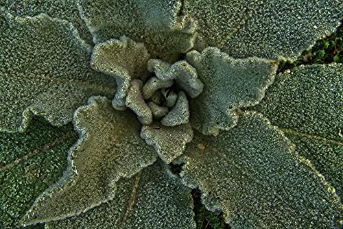 Mullein Leaf Tea - 100% Natural Verbascum Thapsus - Fine Cut, Dried Mullein Loose Leaf Tea - Net Weight: 1.05oz / 30g