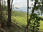 Silk Road Teas, Organic Loose Leaf Yunnan Black Tea, English Breakfast, Hot or Iced Thirst-Quenching Sweetness, 2 ounces