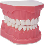 Dental Teeth Model Typodont for Brushing Flossing Practice Demonstration Teaching Studying 1:1 Standard Size