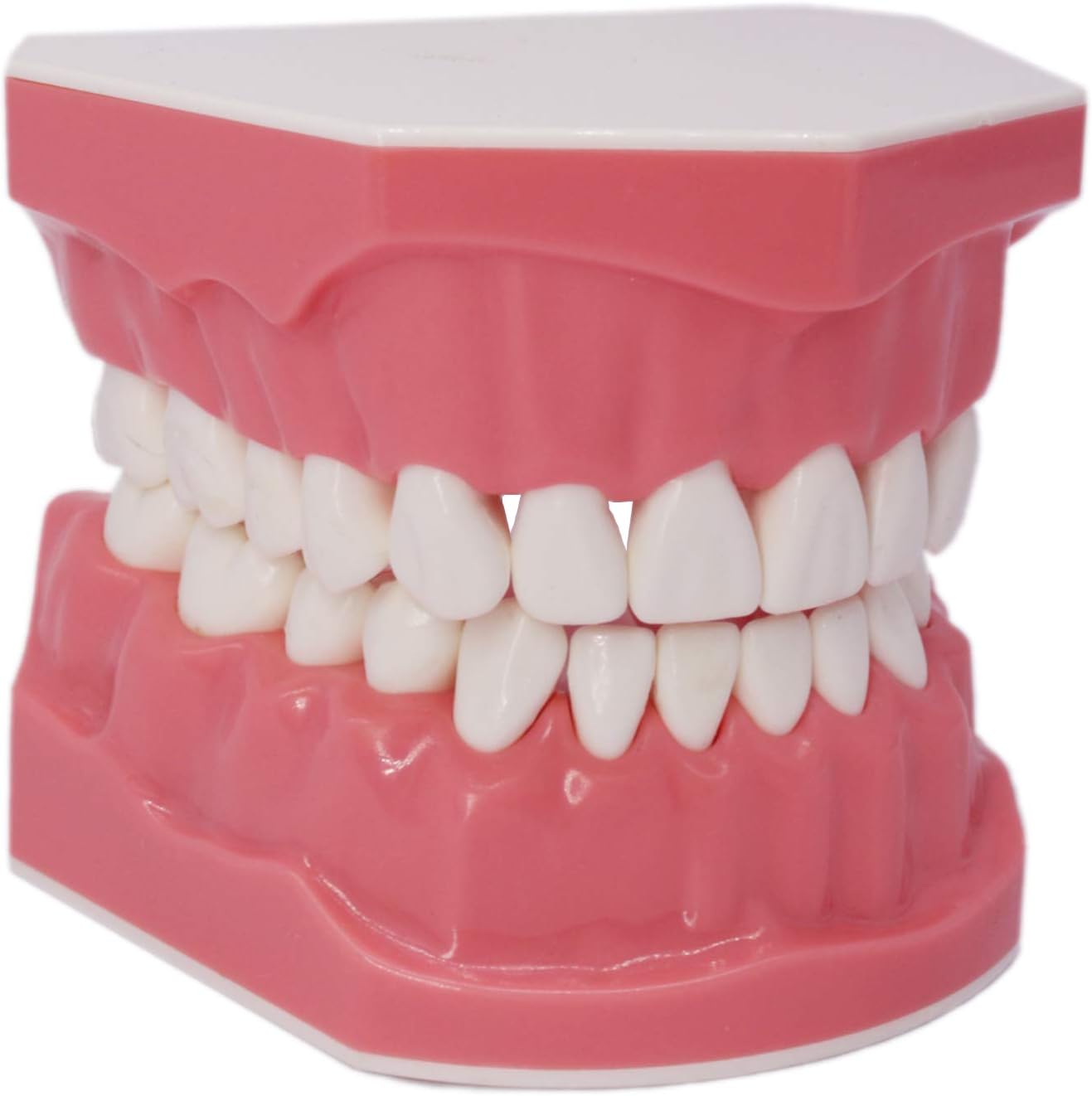 Dental Teeth Model Typodont for Brushing Flossing Practice Demonstration Teaching Studying 1:1 Standard Size