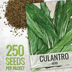 Seed Needs Coriander Seeds for Planting Culantro & Cilantro - Non-GMO Heirloom & Untreated Herb Seed to Plant an Indoor/Outdoor Culinary Medicinal Garden (Collection of 2 Packets)