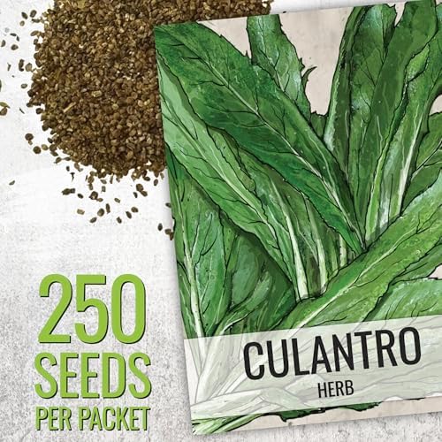 Seed Needs Coriander Seeds for Planting Culantro & Cilantro - Non-GMO Heirloom & Untreated Herb Seed to Plant an Indoor/Outdoor Culinary Medicinal Garden (Collection of 2 Packets)