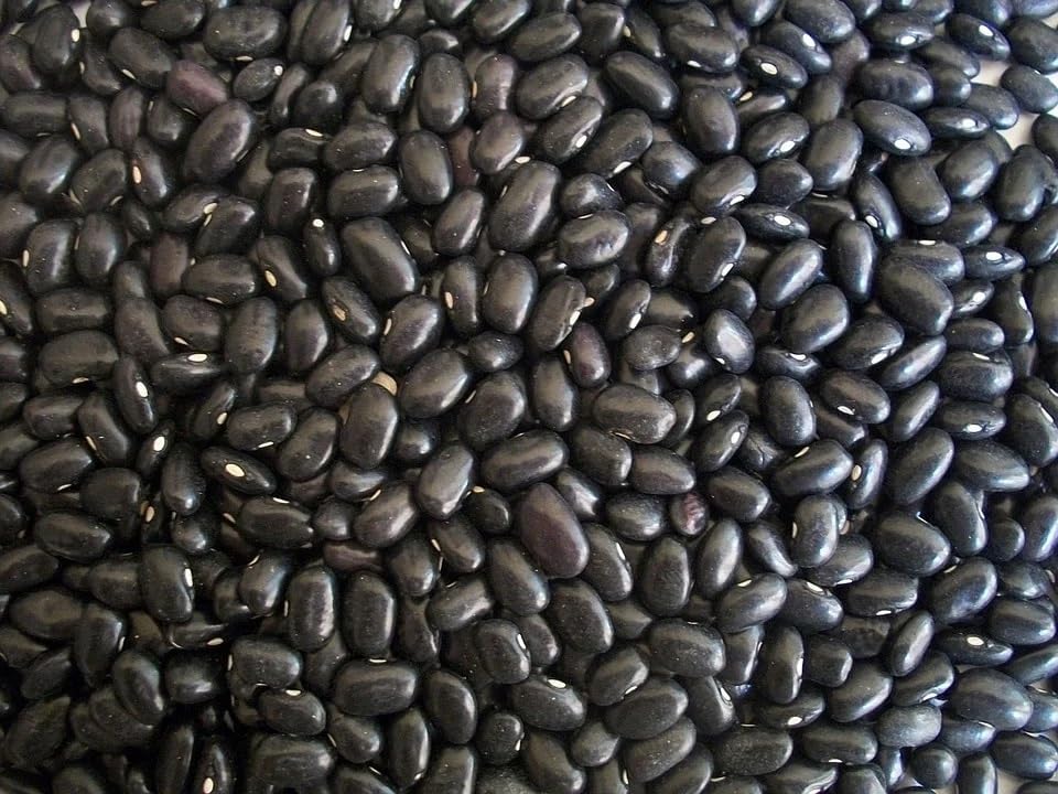 Organic Black Turtle Beans | Heirloom | NON-GMO | USA GROWN | Frijoles Tortuga | Bulk (5 Pounds)