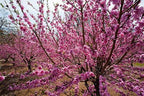 Belle of Georgia Peach Tree - A Gift that Keeps Giving - Self Pollinating Live Fruit Plant Shipped 2 to 3 Feet Tall by DAS Farms
