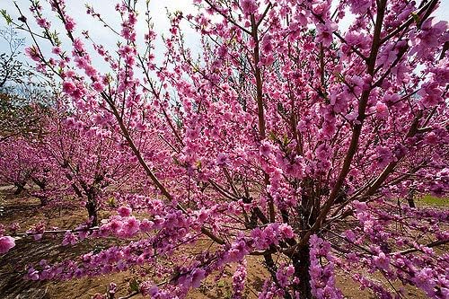 Belle of Georgia Peach Tree - A Gift that Keeps Giving - Self Pollinating Live Fruit Plant Shipped 2 to 3 Feet Tall by DAS Farms