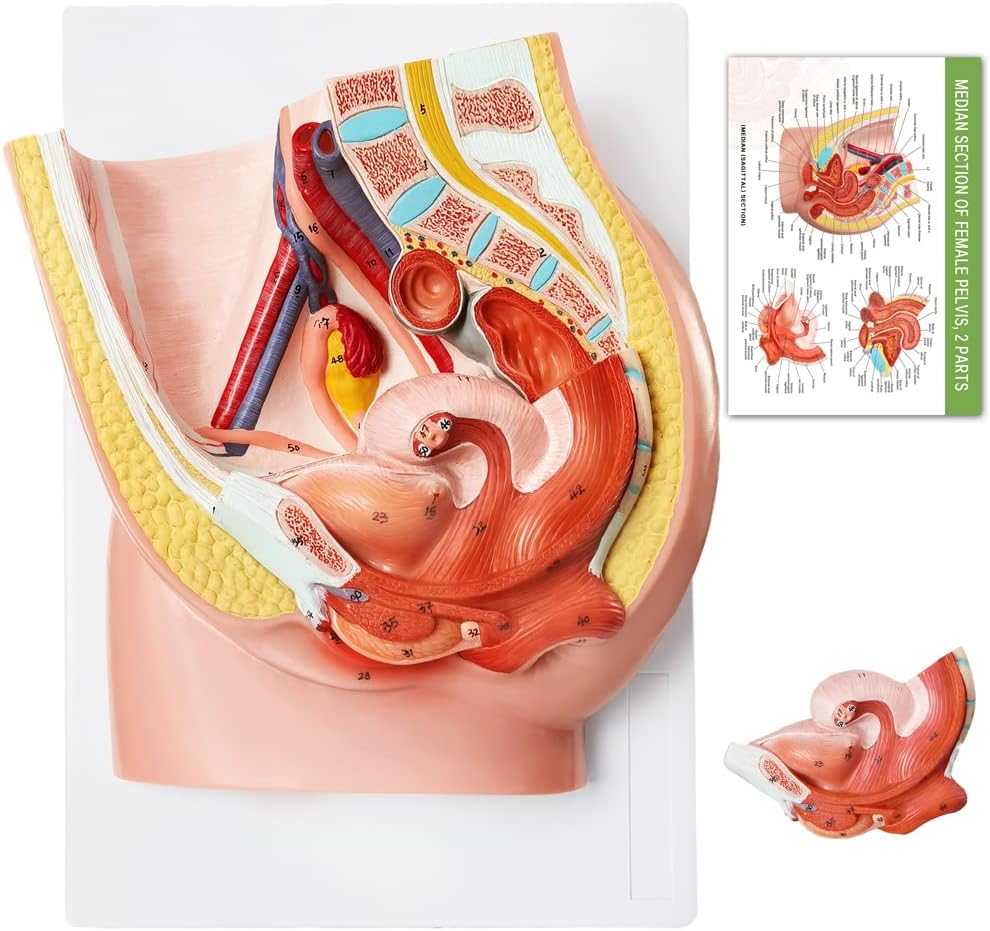 HADWYN Female Pelvis Reproductive Anatomy Model,Life Size Female Pelvic Skeleton Model, Anatomy Medical Model for Science Education with Detailed Product Manual