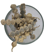 The Choice Vinayak Herbal Babul Phali Acacia Nilotica Ayurvedic Product with Multiple Benefits - 500 Gm