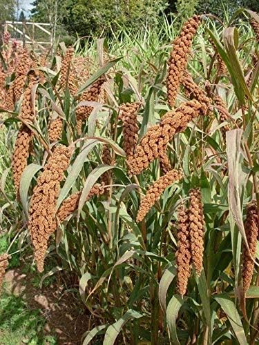 German Millet (Foxtail Millet) Has a drooping “Foxtail-Like”Seed Head-Beautiful(500 - Seeds)