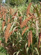 German Millet (Foxtail Millet) Has a drooping “Foxtail-Like”Seed Head-Beautiful(500 - Seeds)