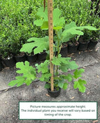 Chicago Hardy Fig - Includes Planting Kit (1 Gallon)