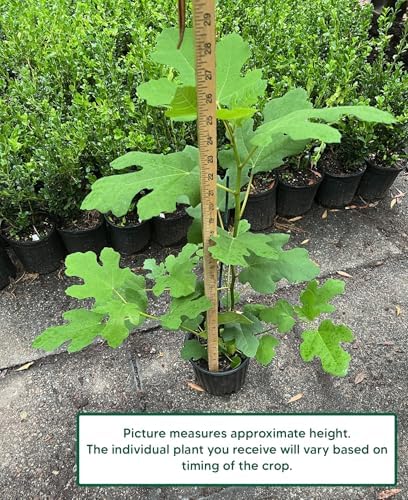 Chicago Hardy Fig - Includes Planting Kit (1 Gallon)