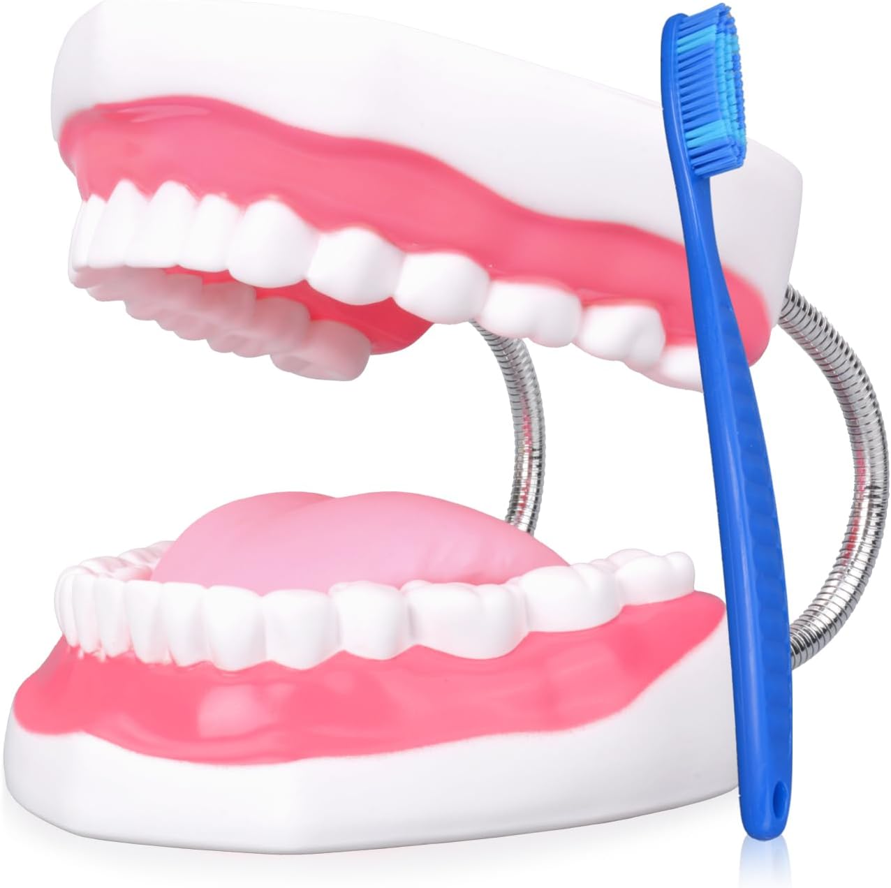 Ultrassist Ultrassist Mouth Model Metal Hinge for Speech Therapy, Ideal Brushing Teaching Dental Teeth Model for Kids and Children, 6 Times Enlarge, Includes Toothbrush