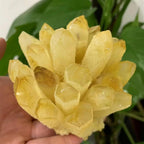 Stone Citrine Phantom Quartz Crystal Cluster (750-800g)