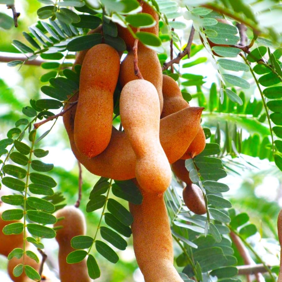 TomorrowSeeds - Tamarind Tree Seeds - 15+ Count - for 2026 Planting Tamarindus Indica Tamarindo Indian Date Imli Assam Asam Java Sweet Sour Pulp Tropical Fruit Trees Perennial Grow Your Own Home Farm