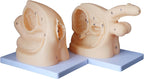 Catheter Training Model Set, Male and Female Urinary Anatomy Models with Digital Markings, PVC Teaching Models for Nursing Education and Skills Practice