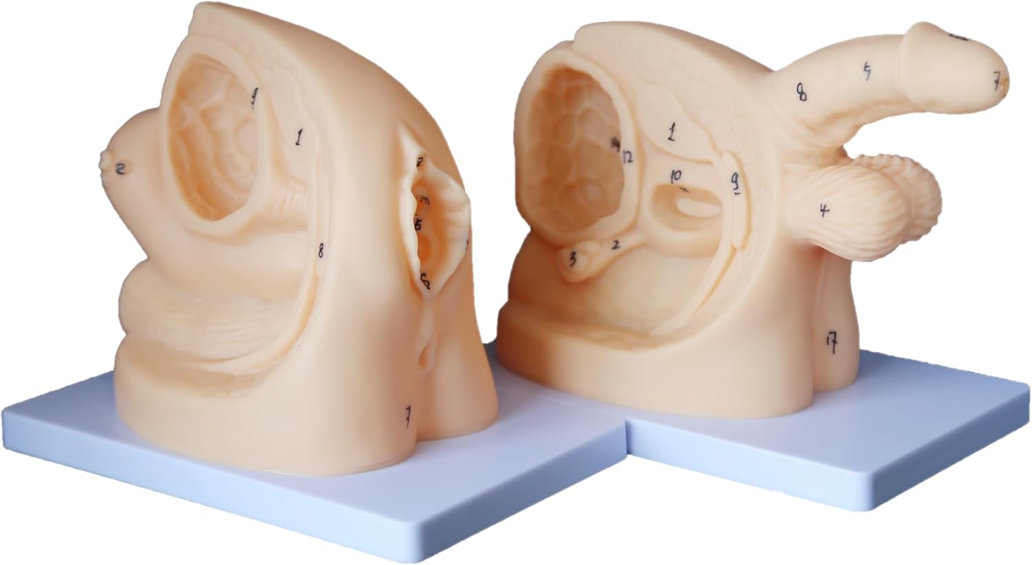 Catheter Training Model Set, Male and Female Urinary Anatomy Models with Digital Markings, PVC Teaching Models for Nursing Education and Skills Practice