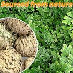 11 Pack Rose of Jericho Resurrection Plants, 1–2 Inch Rosa de Jerico Original, Unfolds in Water, Dried Fern Prayer Plants for Spiritual Purification, Home Decor , Gift for Plant Lovers