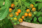 Sun Gold Cherry Tomato Plants, Two (2) Live Plants, Non-GMO, Indeterminate, Orange-Yellow Cherry, 4" to 6" Tall