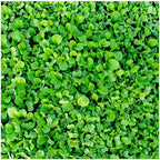 Everwilde Farms - 1 Lb Southern Giant Curled Mustard Seeds - Gold Vault