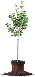Fuji Apple 4-5'