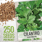 Seed Needs Coriander Seeds for Planting Culantro & Cilantro - Non-GMO Heirloom & Untreated Herb Seed to Plant an Indoor/Outdoor Culinary Medicinal Garden (Collection of 2 Packets)