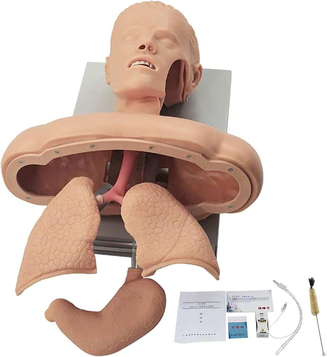 Teaching Model, 11 Intubation Manikin Training Simulator, Airway Management Trainer, Training Manikin, Intubation Head Teaching Study Model Manikin Anatomy Biology Exquisite