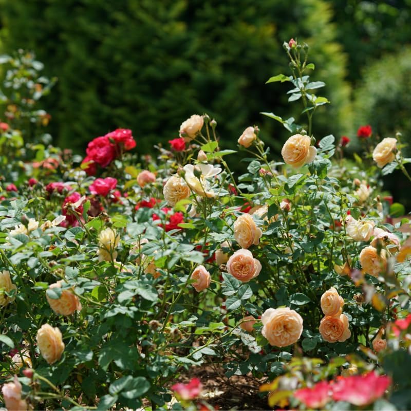 FLAVORETTE™ Honey-Apricot Rose - Proven Winners - 4" Pot