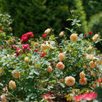 FLAVORETTE™ Honey-Apricot Rose - Proven Winners - 4" Pot