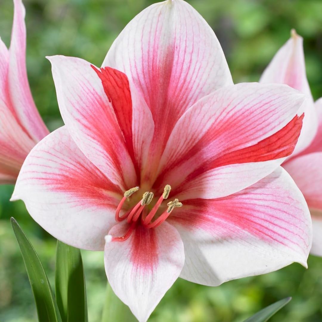 Gervase Amaryllis Bulb by Horn Canna Farm | Large Indoor Flower Bulb for Winter Growing | White Blooms with Red and Pink Streaked Petals