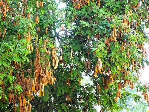 TomorrowSeeds - Tamarind Tree Seeds - 15+ Count - for 2026 Planting Tamarindus Indica Tamarindo Indian Date Imli Assam Asam Java Sweet Sour Pulp Tropical Fruit Trees Perennial Grow Your Own Home Farm