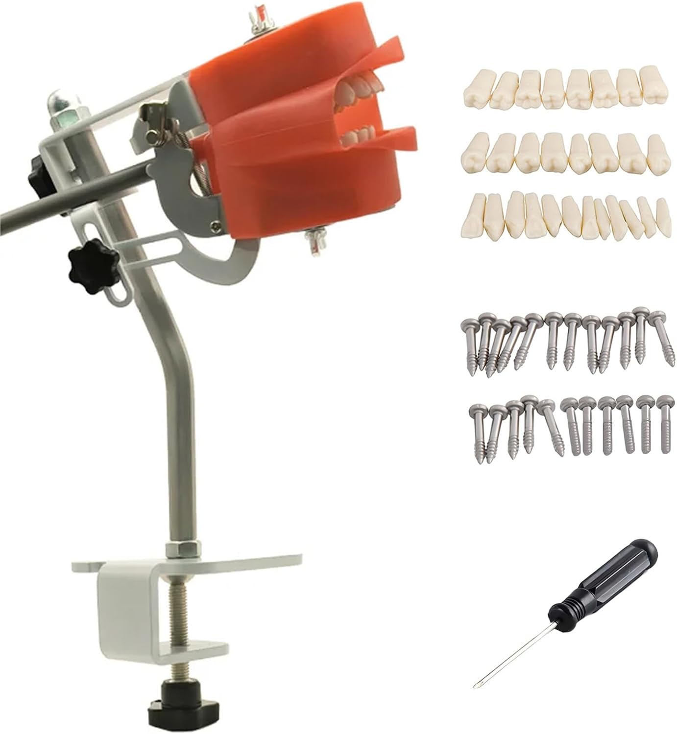 Dental Phantom Head with Typodont Teeth Model, Dental Simulator Manikin Phantom Head for Dentist Teaching Practice Training Demonstration (Simple Clamp Table Teeth Model)