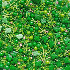 Sentovac Edible Cactus Mix Sprinkles for Decorating | Edible Cake Cupcake Green Sprinkles 1 Bottle 3.35oz/ 95g | Cookie and Ice Cream Topper Decorations