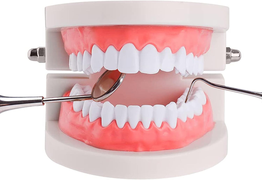 Standard Teeth Model, YOUYA DENTAL Kids Dental Teeth Teaching Brushing Model Teeth Study Supplies Adults Standard Typodont Demonstration Teeth Model (No Wisdom Teeth)