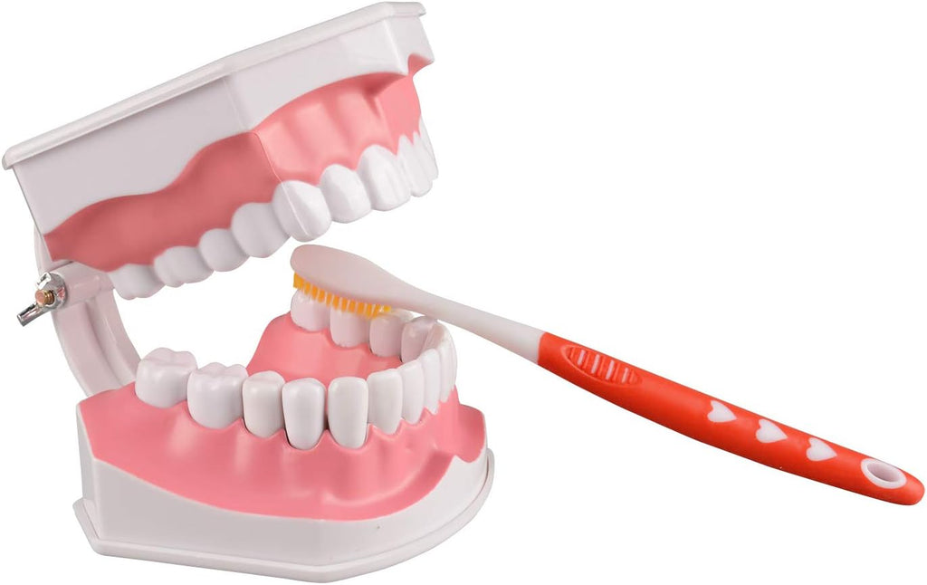 Ultrassist 2X Enlarged Dental Teeth Model with Removable Numbered Teeth, Flossing and Brushing Tooth Model, Washable Oral Care Teeth with Toothbrush