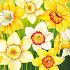 IHR Ideal Home Range Cocktail Napkins Disposable 3-Ply Paper Party Napkin Pack, 5" x 5", Daffodils Field, 20-Count