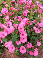 TomorrowSeeds - Pink Rose Mallow Seeds - 600+ Count - for 2026 Planting Malva Trimestris Annual Hibiscus Common Tree Mallows Royal French Hollyhock Flower Grow Your Own Home Farm Patio Healthy