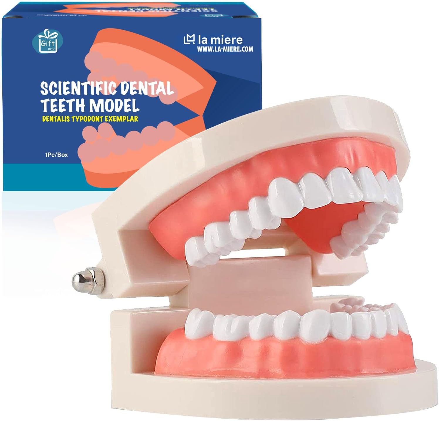 LA MIERE 1 Pack Standard Teeth Model Adult Standard Typodont Demonstration Denture Model for Kids Dental Teaching, Clean Display, Education, Study (No Wisdom Teeth) Gift Set