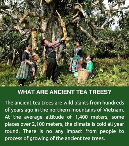 VIXI Flavored Ginger Black Tea Bag, Vietnam's Mountain Tea, 100 Counts, 100% Natural from Ancient Tee Tree, Black Tee Blend with Ginger for Hot and Cold Brew (Vietnamese Taste, 7.0 Oz)