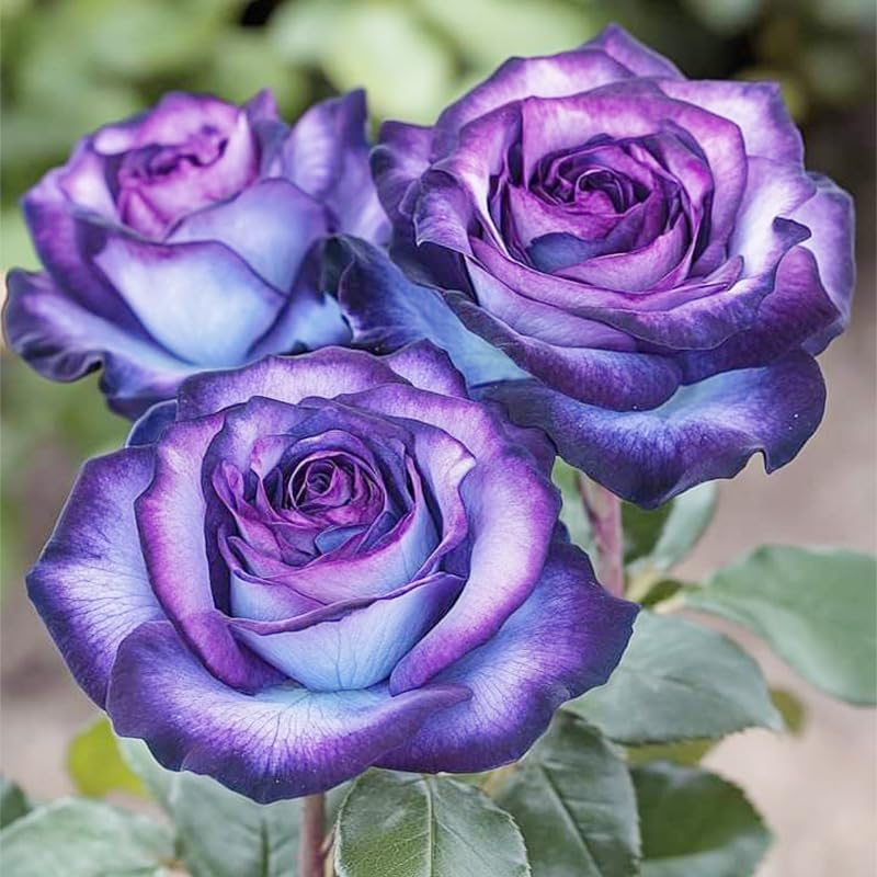 Perennial Rose Seeds 29pcs– Colorful Garden Flowers – Easy Care & Long Blooming Variety