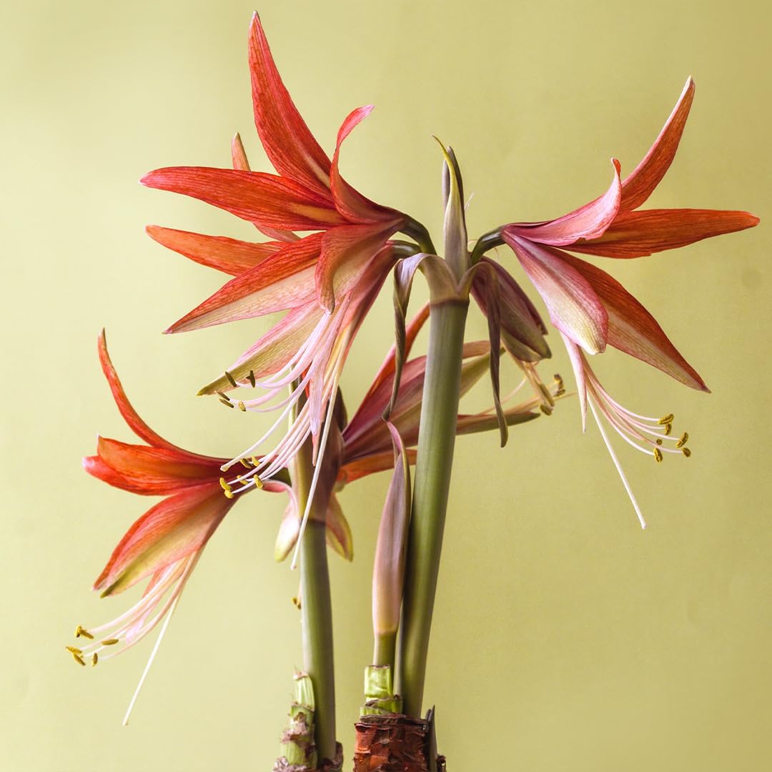 Merengue Spider Amaryllis Bulb by Horn Canna Farm | Exotic Indoor Flower Bulb for Winter Growing | Long Petaled Green Orange Bronze Blooms